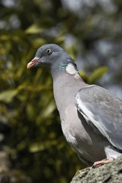 Pigeon Des Bois Columba Palumbus Adulte Debout Sur Branche Normandie — Photo