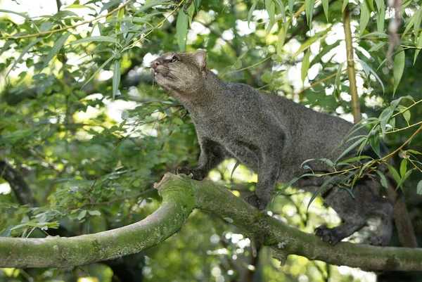 Jaguarundi Herpailurus Yaguarondi Doğal Arka Plan — Stok fotoğraf