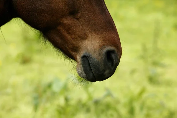 Francese Sella Pony Primo Piano Naso — Foto Stock