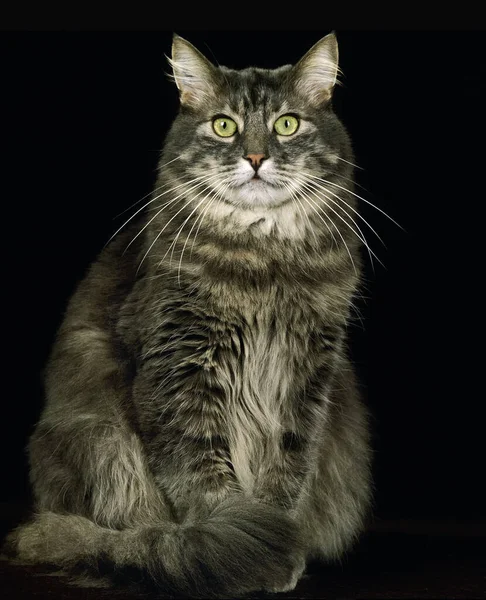 Skogkatt Domestic Cat Adult Black Background — стокове фото