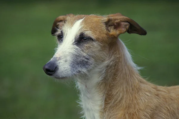 Galgo Dai Capelli Filo Spagnolo Levriero Spagnolo — Foto Stock