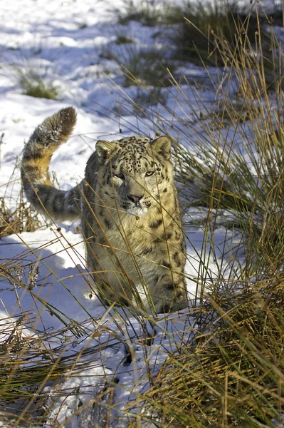 Сніговий Леопард Або Унція Uncia Uncia Дорослий Стоїть Снігу — стокове фото