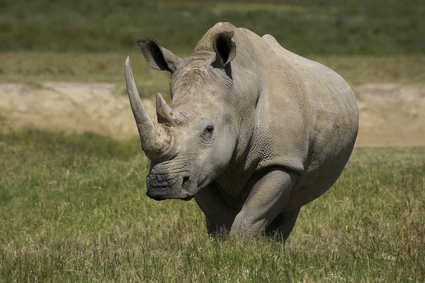 Rhinocéros Blanc Ceratotherium Simum Femelle Parc Nakuru Kenya — Photo