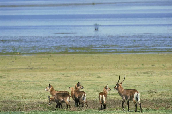 Defassa Waterbuck Kobus Ellipsiprymnus Defassa Männchen Mit Harem Masai Mara — Stockfoto