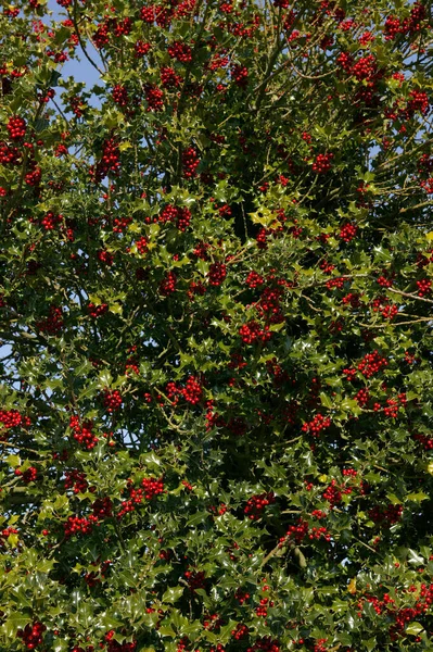 Europese Holly Ilex Aquifolium Met Rode Bessen Winter Normandië — Stockfoto