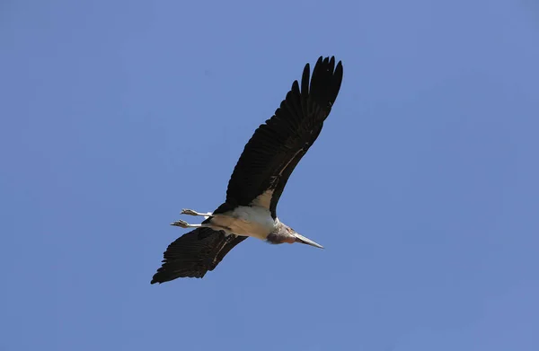 Marabou Stork Leptoptilos Crumeniferus Adulto Volo Masai Mara Park Kenya — Foto Stock