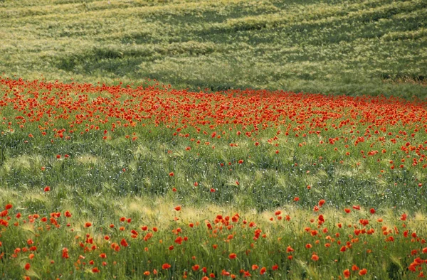 Coquelicots Rhoeas Papaver Champ Céréales — Photo