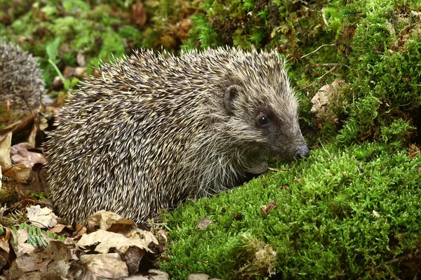 European Hedgehog Erinaceus Europaeus Normandia — Fotografia de Stock