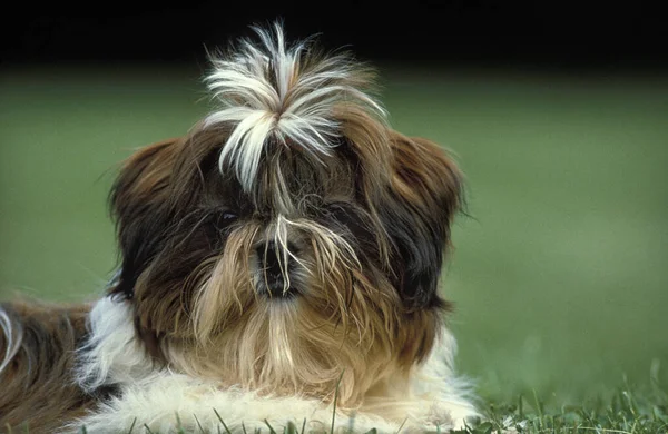 Shi Tzu Dog Pup Laying Lawn — стокове фото