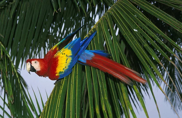 Scarlet Macaw Ara Macao Branch Üstünde Duruyor — Stok fotoğraf