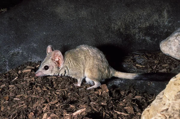 Kowari Brush Tailed Marsupial Rat Dasyuroides Byrnei Small Carnivorous Marsupial — Stock Photo, Image