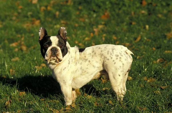 フレンチブルドッグ大人犬草の上に立つ犬 — ストック写真