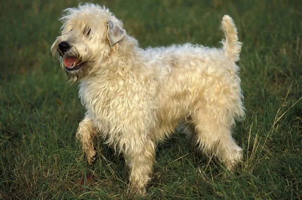 Soft Coated Wheaten Terrier Stojący Trawie — Zdjęcie stockowe