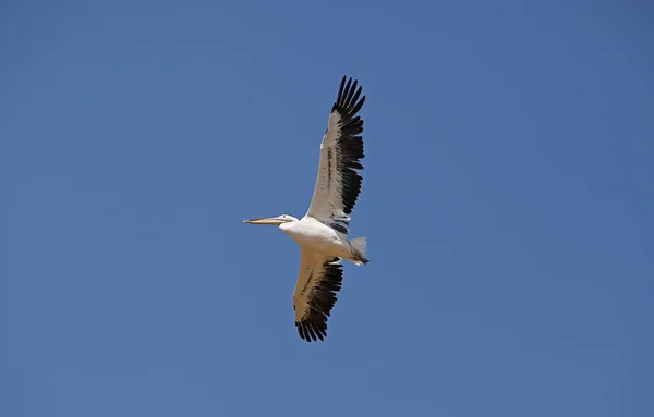 Stor Vit Pelikan Pelecanus Onocrotalus Vuxen Flygning — Stockfoto