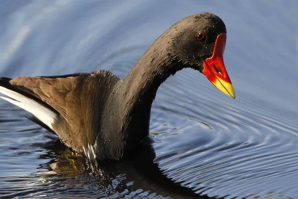 Frequentes Moorhen Europeu Moorhen Gallinula Chloropus Adulto Água Normandia — Fotografia de Stock