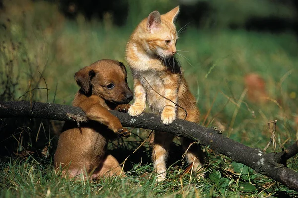 Pup and Kitten playing