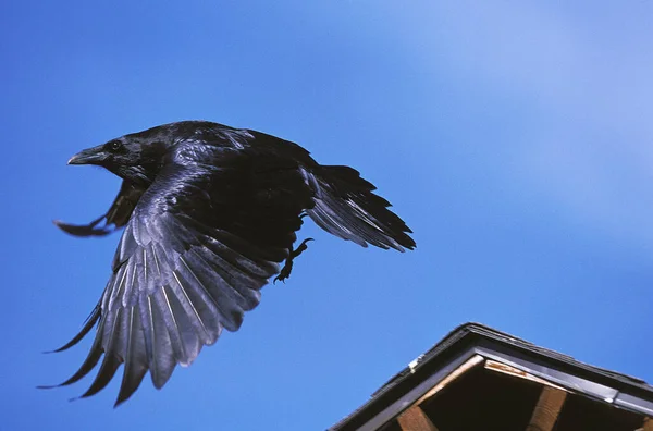 Common Raven Corvus Corax Yetişkin Uçuşu Alaska — Stok fotoğraf