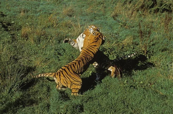 Tigre Bengala Tigris Tigris Panthera Adultos Lutando — Fotografia de Stock