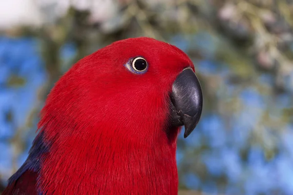 Eclectus Papagei Eclectus Roratus Weibliches Porträt — Stockfoto