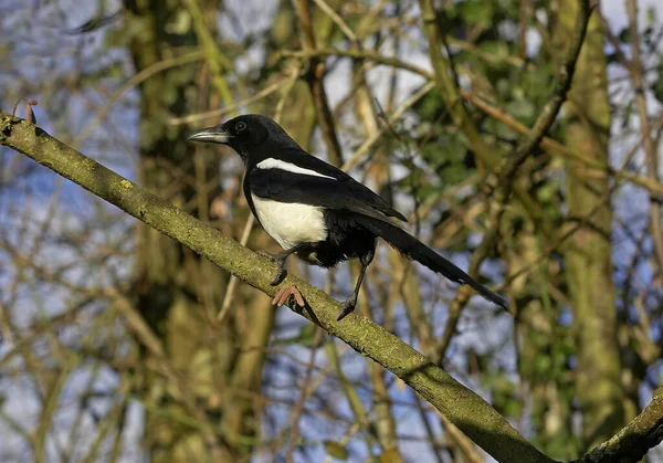 Black Billed Magpie European Magpie Pica Pica Normandy — Stock Photo, Image