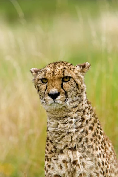 Cheetah Acinonyx Jubatus Retrato — Fotografia de Stock