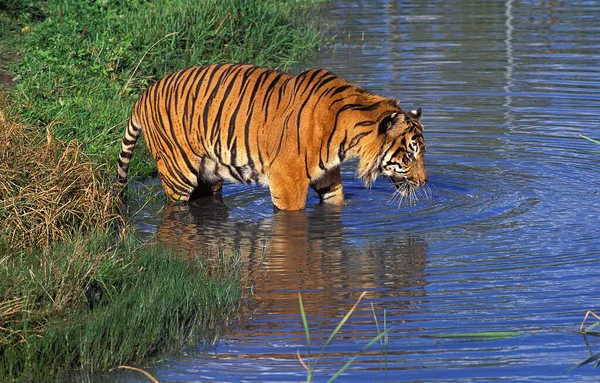 Sumatran Tiger Panthera Tigris Sumatrae Adult Water — стокове фото