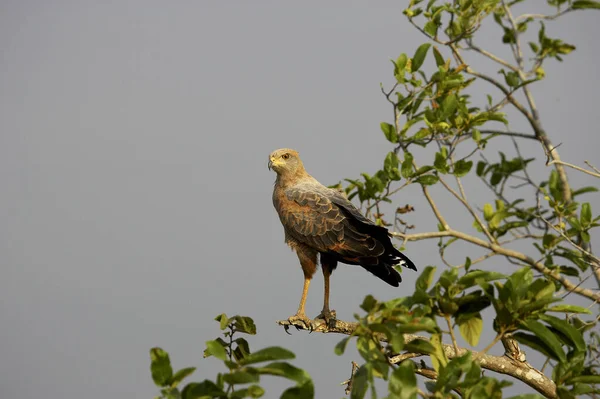 Savanna Hawk Buteogallus Meridionalis Los Lianos Wenezueli — Zdjęcie stockowe