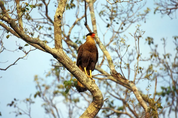 Schopfkaracara Polyborus Plancus Erwachsener Baum Stehend Pantanal Brasilien — Stockfoto