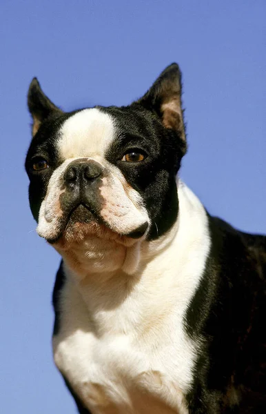 Boston Terrier Dog Old Standard Fajta Vágott Fülekkel — Stock Fotó