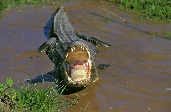 American Alligator Alligator Mississipiensis Adulto Postura Defensiva Com Boca Aberta — Fotografia de Stock