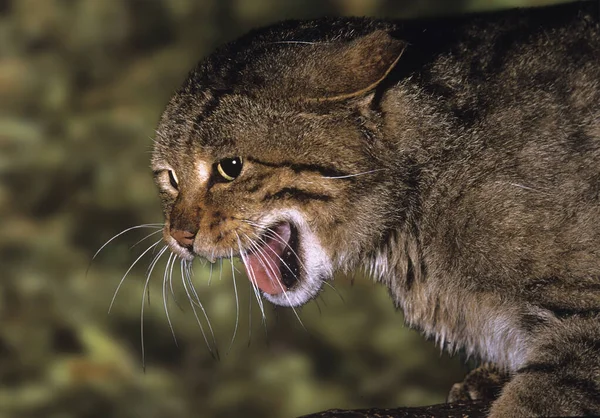 欧洲野猫 长毛猫 防御姿势中的成年咆哮 — 图库照片