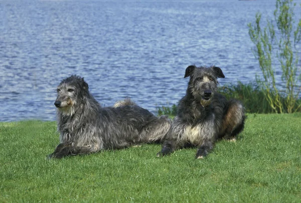 Scottish Deerhound Honden Liggen Bij Water — Stockfoto