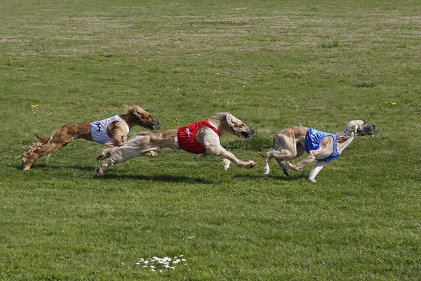 Course Chiens Afghans Course Sur Piste — Photo