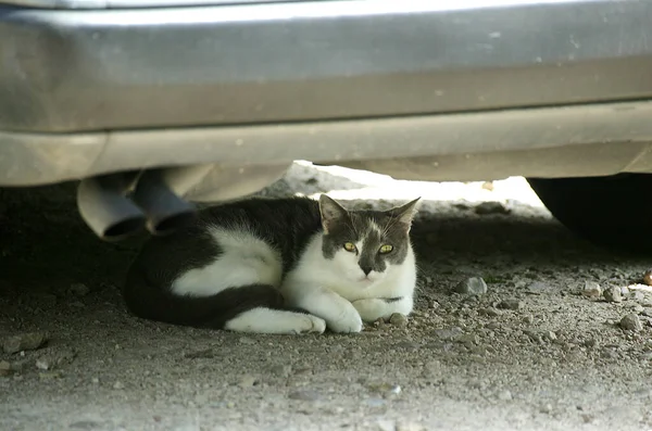 Cat Laying Car — Stock Photo, Image