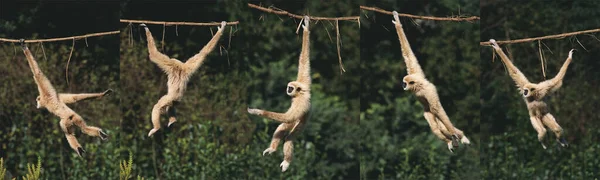 White Handed Gibbon Hylobates Lar Moving Hang Liana Movement Sequence — 스톡 사진