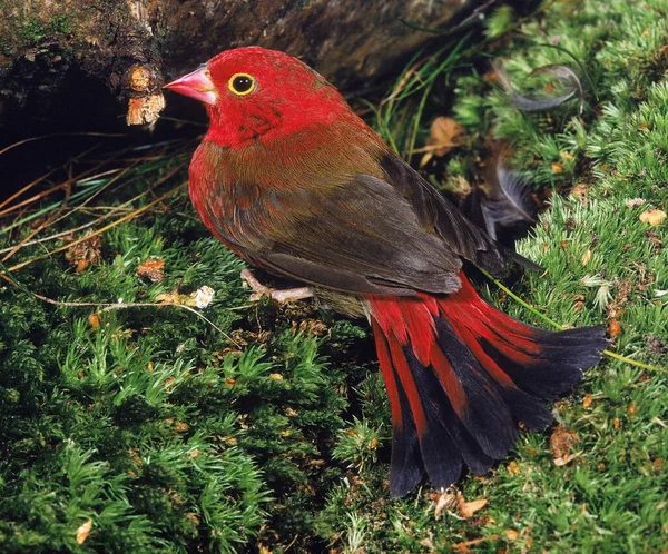 Firefinch Bico Vermelho Lagonosticta Senegala Feminino — Fotografia de Stock