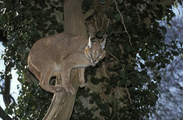 Caracal Caracal Caracal Adult Standing Tree — Stock Photo, Image