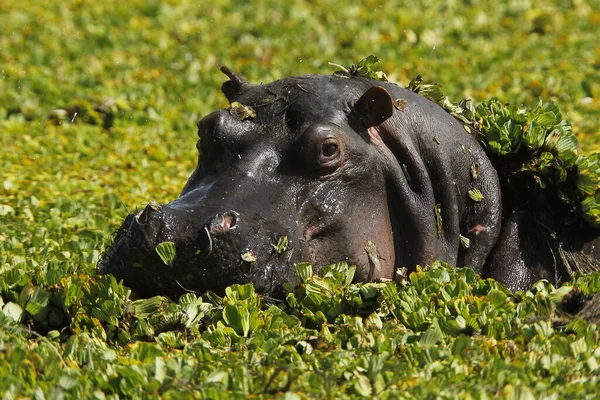 Hippopotame Hippopotame Amphibie Adulte Debout Dans Marais Rempli Laitue Eau — Photo