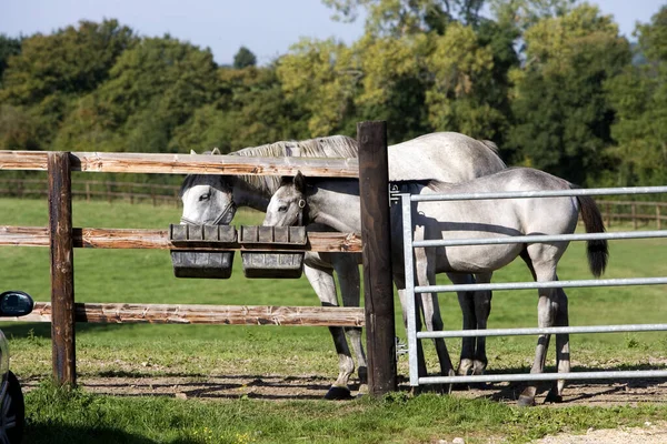 Englisch Vollblut Stute Und Fohlen Essen — Stockfoto