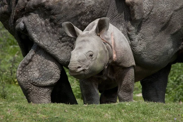 Indian Rhinoceros, rhinoceros unicornis, Mother with Male Calf