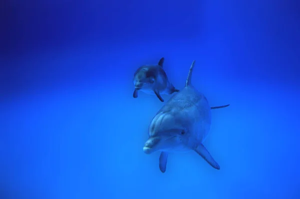 Botlenoza Dolphin Tursiops Truncatus Matka Cielę — Zdjęcie stockowe