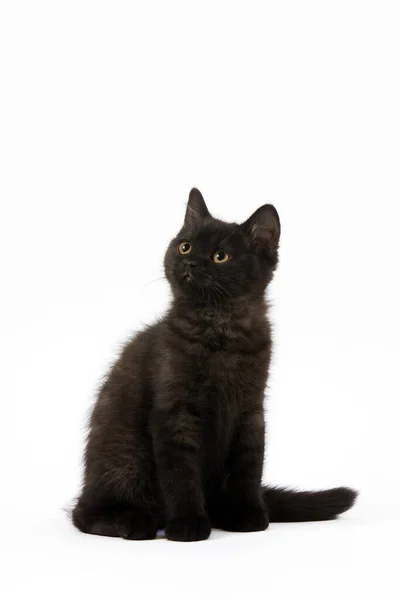 Black British Shorthair Domestic Cat Gattino Mesi Sfondo Bianco — Foto Stock