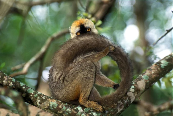 Kahverengi Lemur Eulemur Fulvus Kuyruk Bakımı — Stok fotoğraf