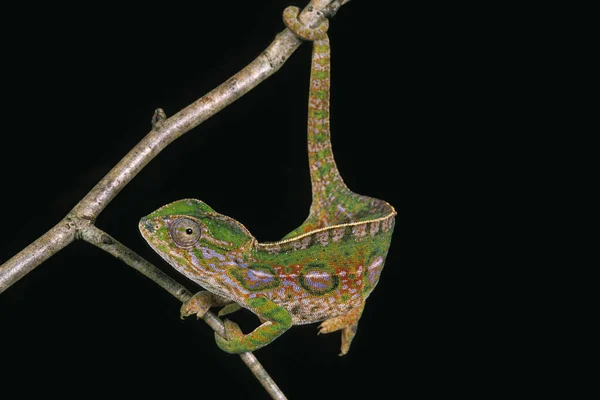 马达加斯加Forest Chameleon Furcifer Campani Adult Black Background — 图库照片