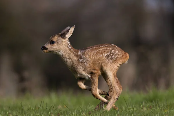 Roe Deer Capreolus Capreolus Fawn Running Normandië — Stockfoto