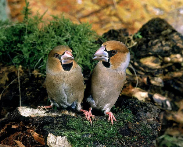 Hawfinch Coccothraustes Coccothraustes Pair — стокове фото