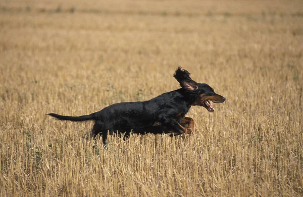Gordon Setter Dog Correndo Através Campo Trigo — Fotografia de Stock