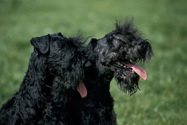 Kerry Mavi Korkunç Köpek — Stok fotoğraf