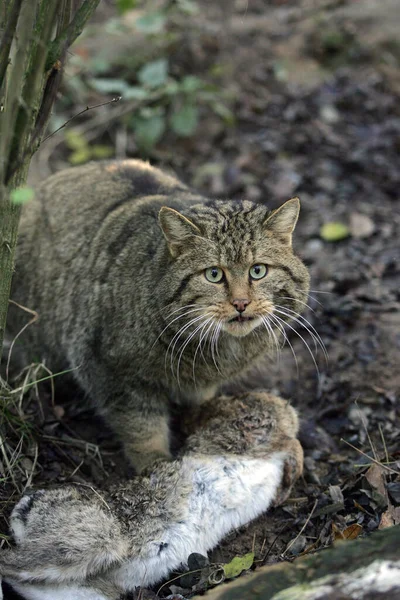 Europäische Wildkatze Felis Silvestris Tötung Eines Wildkaninchens — Stockfoto