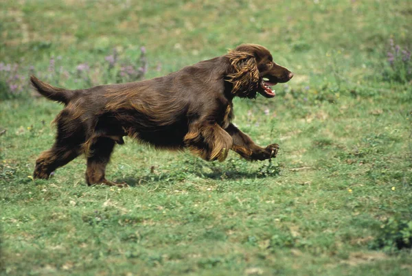 Field Spaniel Dog Male Running Grass — Stockfoto